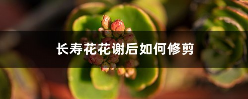 长寿花花谢后如何修剪，怎么处理