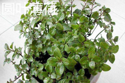 圆叶薄荷植株.jpg